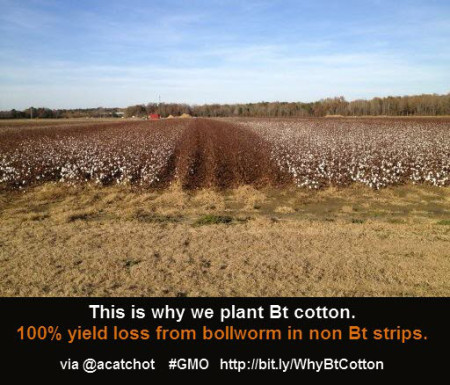Bt cotton