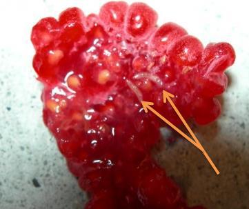 Damage to raspberry by D. suzukii. Arrows indicate maggots.