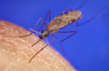 Anopheles gambiae, a mosquito responsible for more human suffering than war.  James D. Ganthany, via Wikimedia commons. 