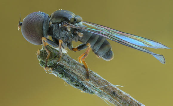 Fossil Fly