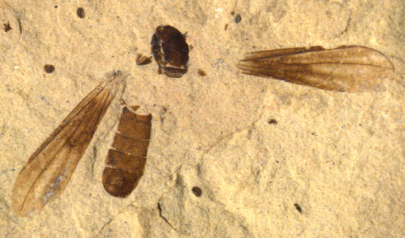 Fossil Fly