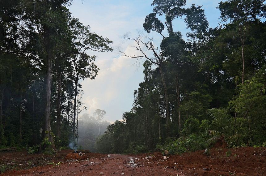 Home forest for Titanus giganteus - The Amazon Rainforest © Stanislav Snäll
