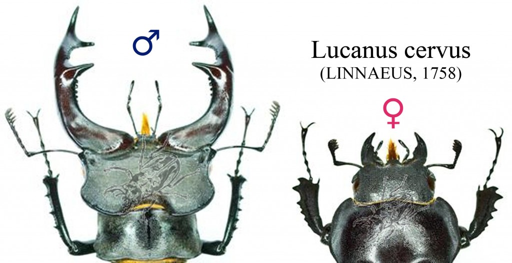Abbildung 1: Lucanus cervus - Geweihformen Männchen / Weibchen
