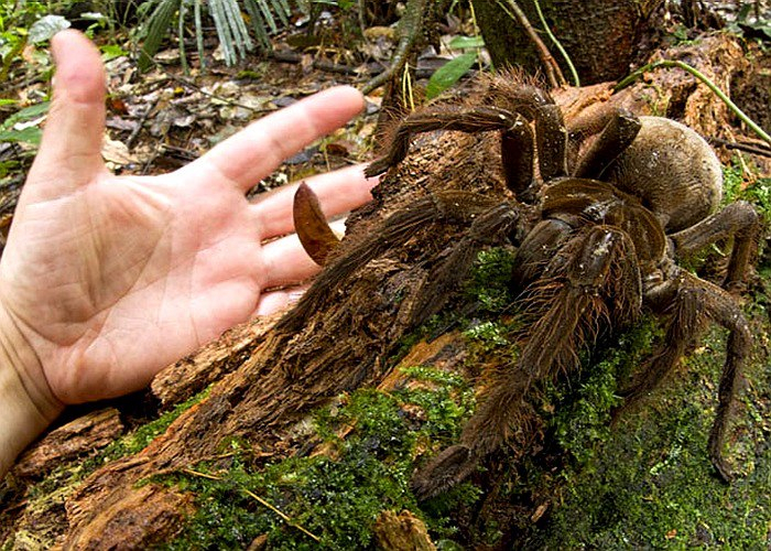 Theraphosa blondi LATREILLE, 1804