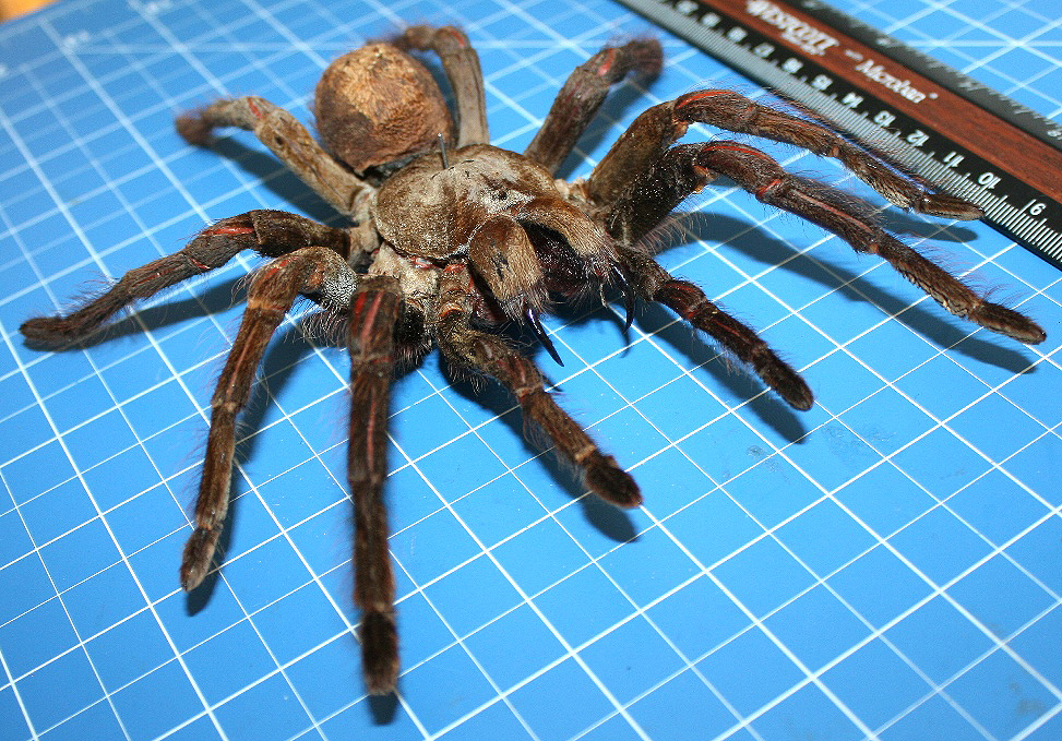 goliath bird eating tarantula full grown