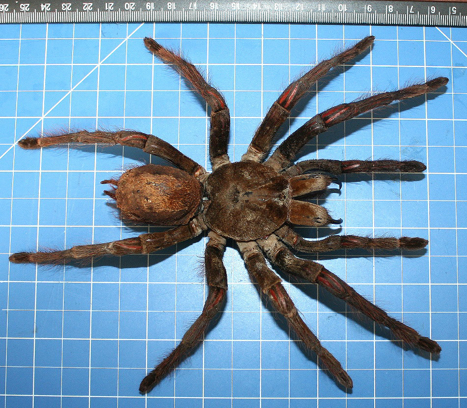 Theraphosa blondi LATREILLE, 1804