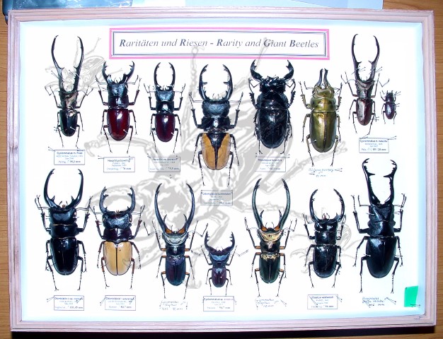 Wonderful-Insects RARITIES